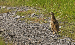 Coturnix coturnix