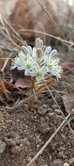 Drimia sanguinea