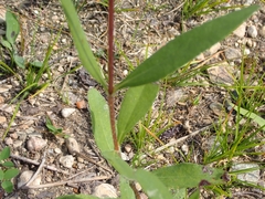 Helianthus pauciflorus
