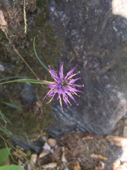 Phyteuma scheuchzeri