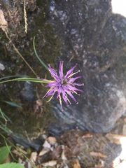 Phyteuma scheuchzeri