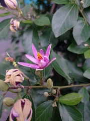 Grewia occidentalis