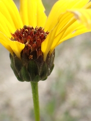 Helianthus pauciflorus