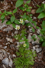 Anemone multifida