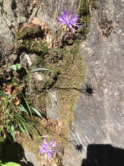 Phyteuma scheuchzeri