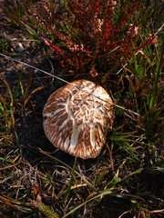 Agaricus bernardii
