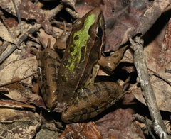 Lithobates sphenocephalus utricularius