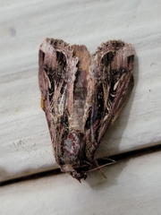 Spodoptera dolichos