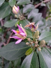Grewia occidentalis