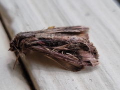 Spodoptera dolichos