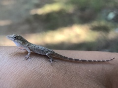 Anolis oligaspis