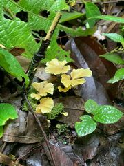 Cotylidia aurantiaca
