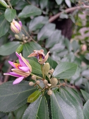 Grewia occidentalis