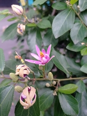 Grewia occidentalis