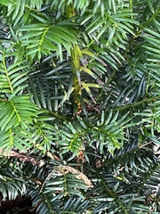 Taxus