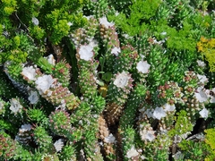 Euphorbia caput-medusae