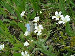 Glaucopsyche lygdamus