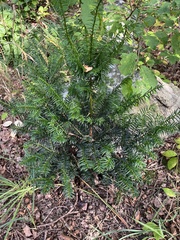 Taxus