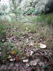 Russulaceae