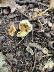 Hypomyces chrysospermus