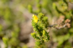 Aspalathus juniperina