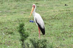 Mycteria ibis
