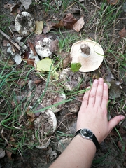 Russulaceae