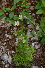 Anemone multifida