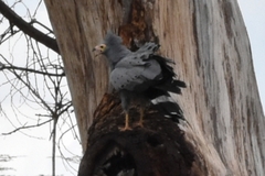 Polyboroides typus
