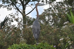Ardea goliath