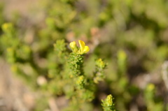 Aspalathus juniperina