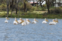Pelecanus onocrotalus