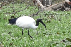 Threskiornis aethiopicus