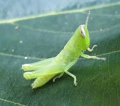 Pseudoxya diminuta
