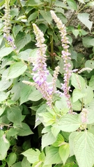 Salvia polystachia