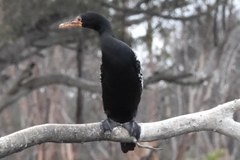 Microcarbo africanus