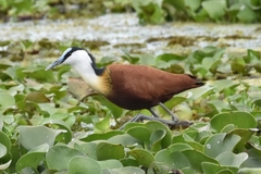 Actophilornis africanus