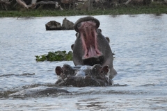 Hippopotamus amphibius