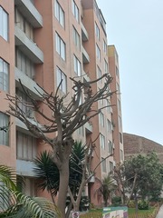 Aves