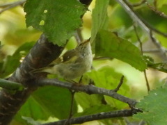 Phylloscopus inornatus