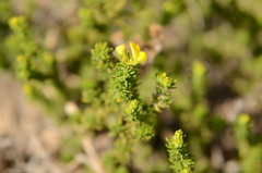 Aspalathus juniperina