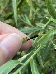 Asteromyia euthamiae