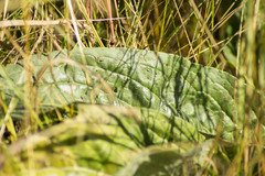 Rumex aquaticus