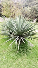 Furcraea parmentieri