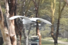 Egretta garzetta garzetta