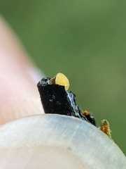 Asteromyia euthamiae