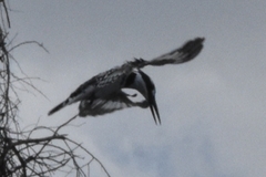 Ceryle rudis rudis