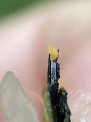 Asteromyia euthamiae