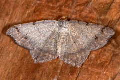 Macaria bicolorata