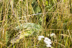Rumex aquaticus